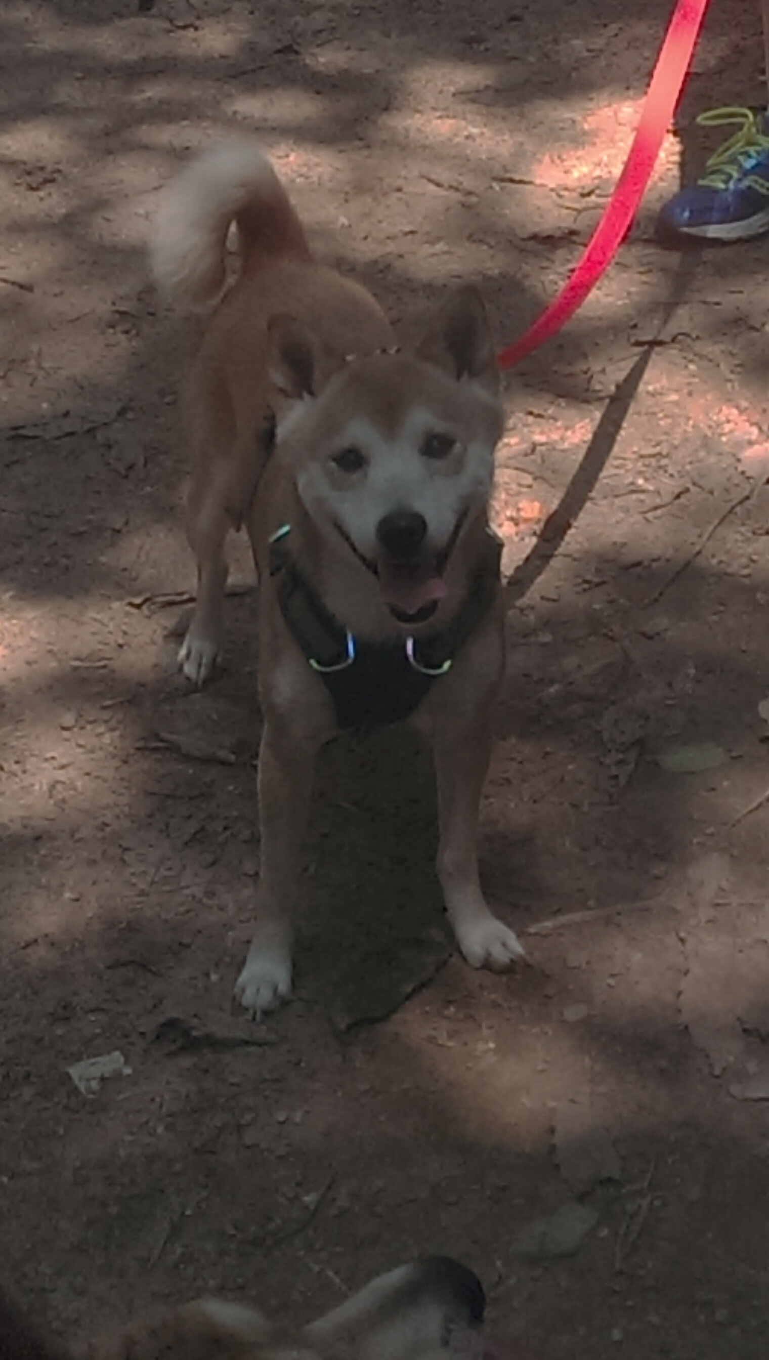 燎原之火,周冠宇绝命超车,梅赛德斯史诗逆转哈斯