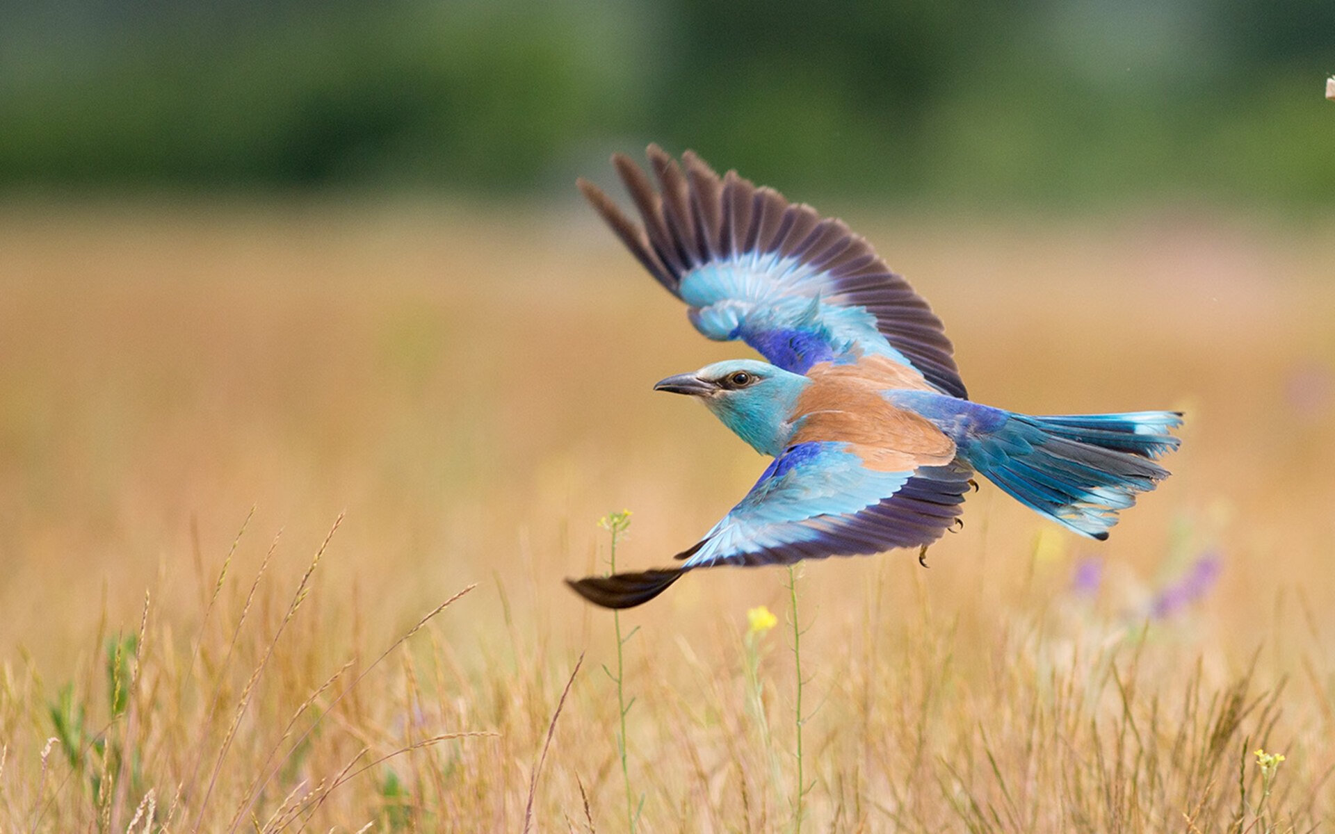 京城铁壁与风城利刃，一场被拉文改写剧本的险胜交响曲