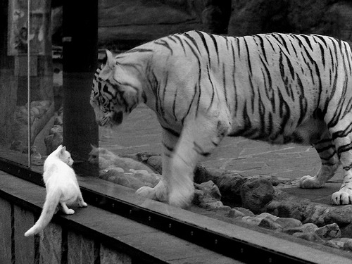 毕业礼，当纳达尔用总决赛的完美舞步，将美网的失声化作最深情的告别辞