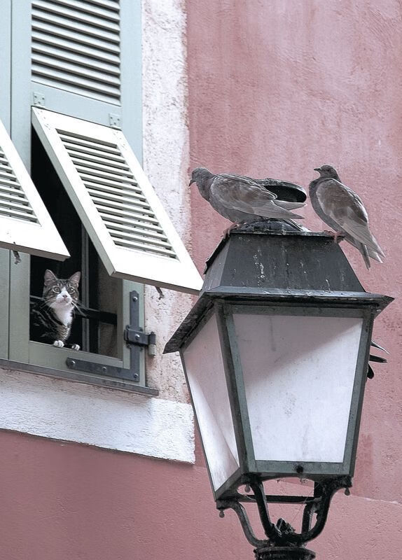 战术碾压与南美风暴，阿尔瓦雷斯的哥伦比亚方程式如何肢解莱比锡红牛