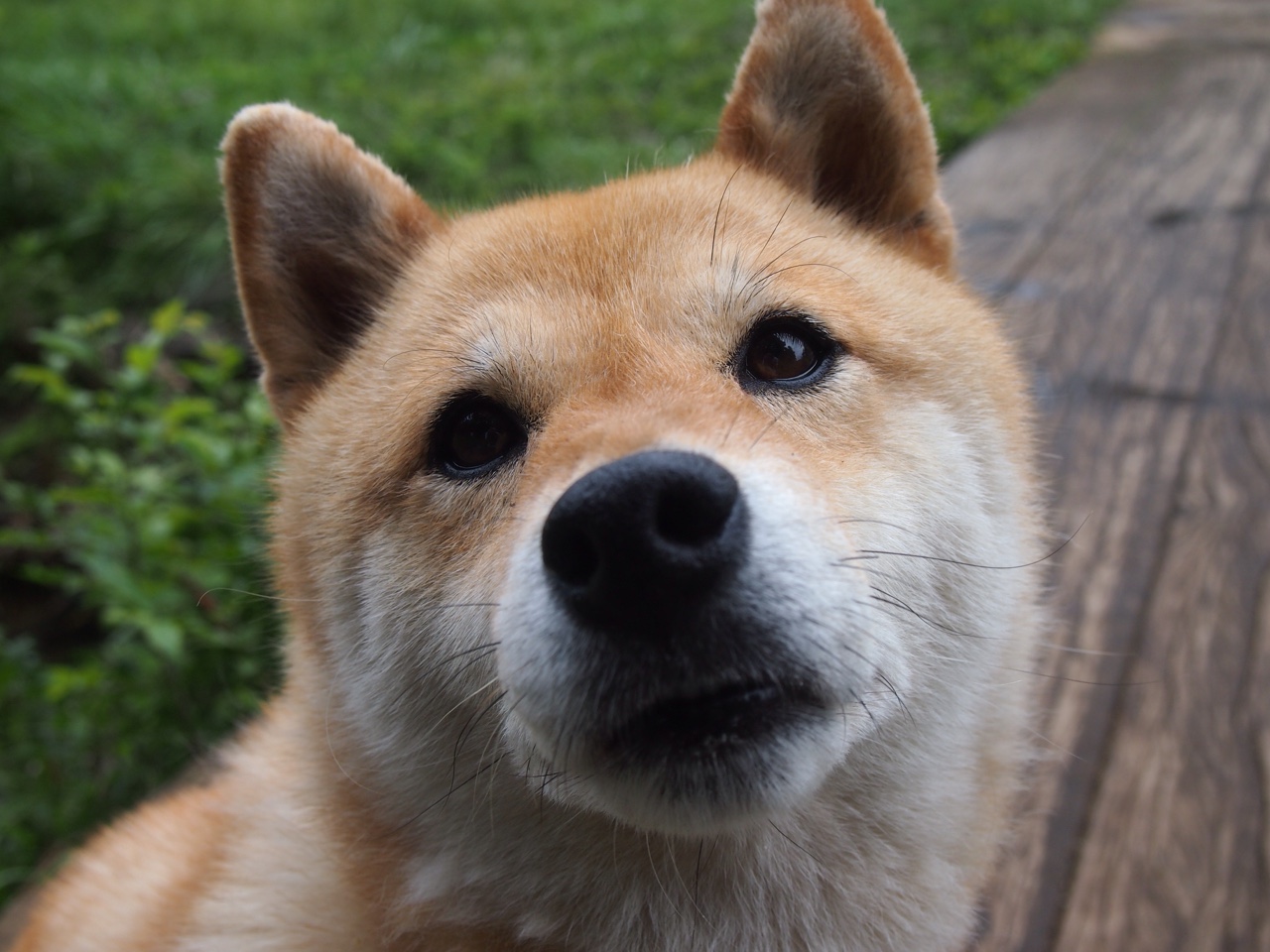 武切维奇异次元41分摧毁汾河防线，黄蜂跨界征服CBA劲旅山西