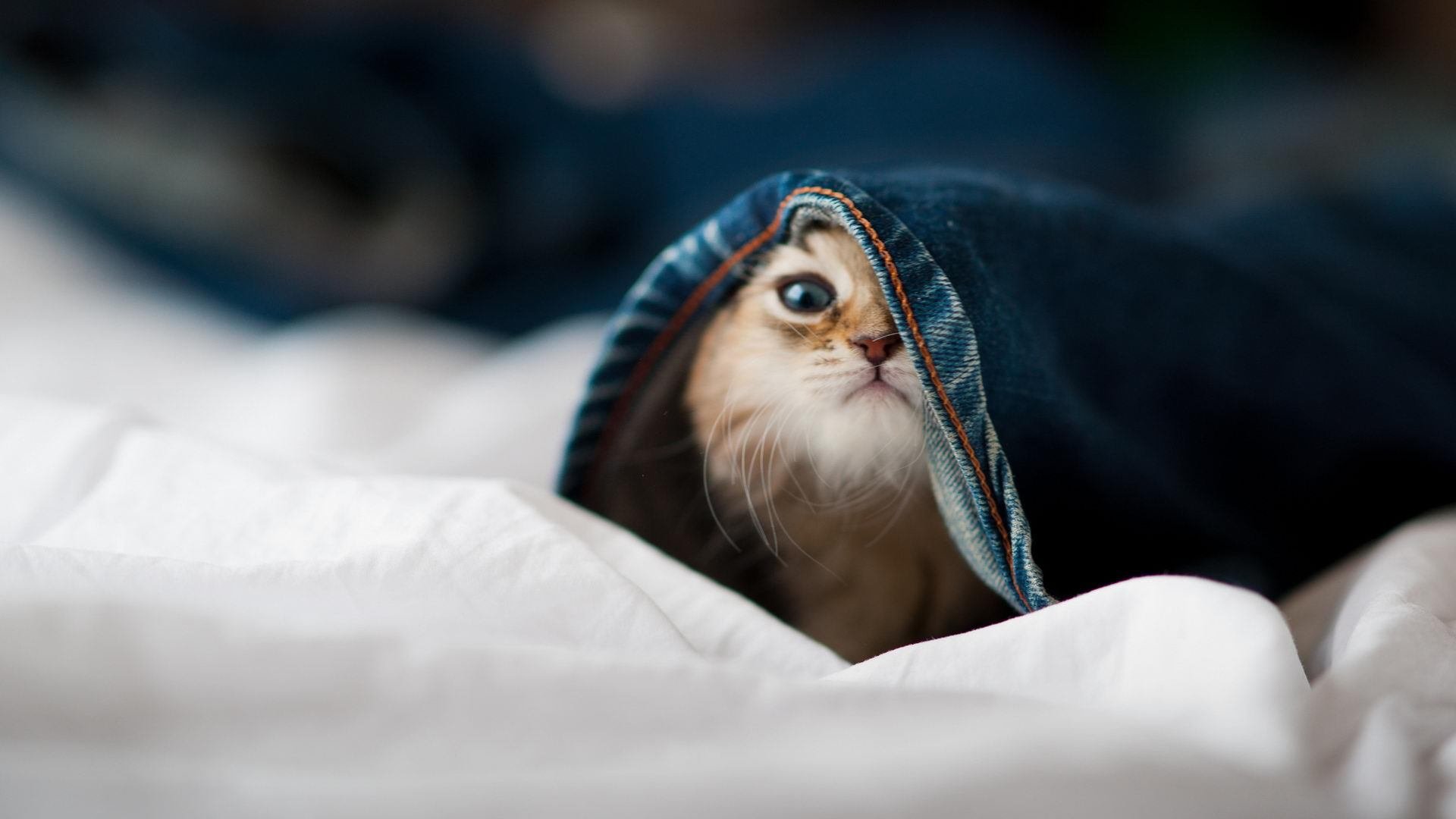 双重压制，猛龙的团队交响与字母哥的孤胆英雄