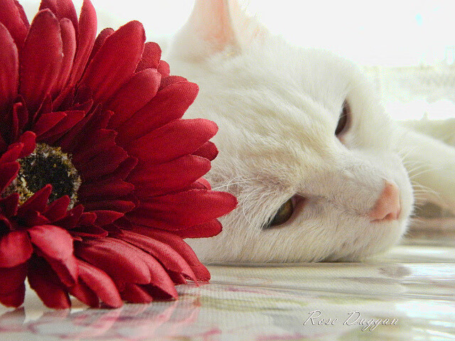 风城新王降临！杜兰特无解单打撕碎爵士铁血防线