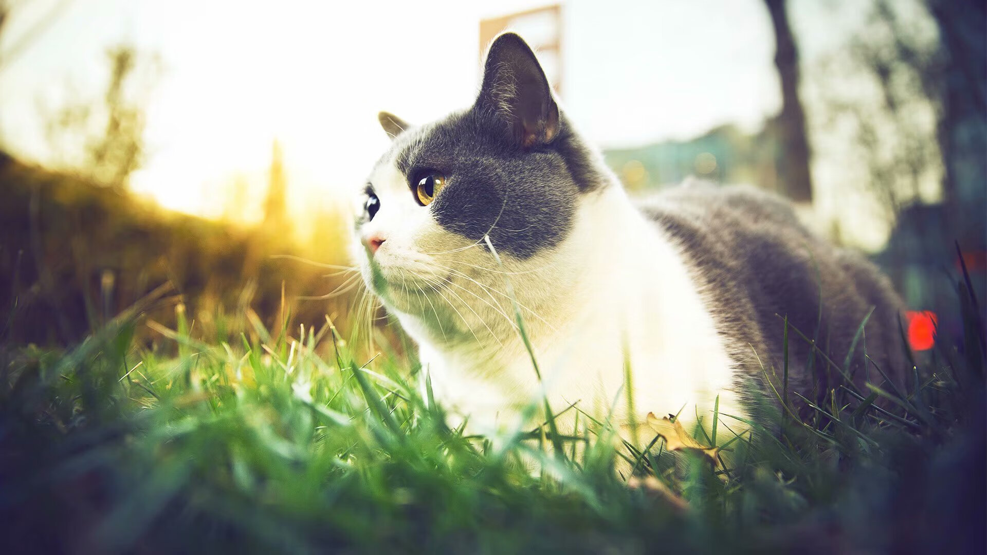 范弗利特独木擎天！浙江加时逆转太阳，末节19分诠释巨星价值