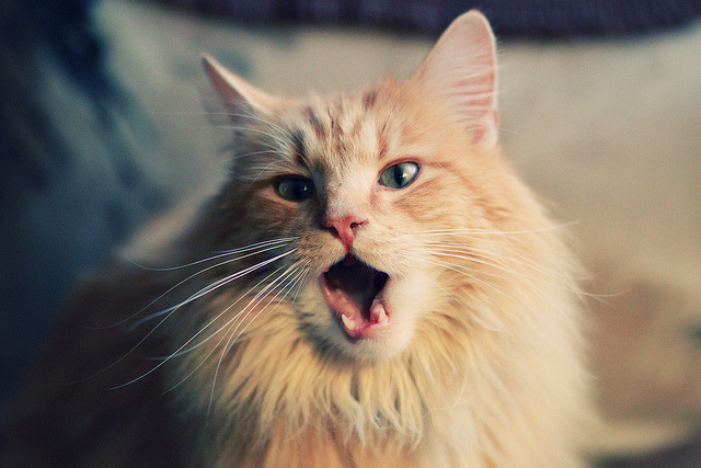 总决赛黑马，戈贝尔统治内线，黄蜂爆冷击败独行侠夺冠