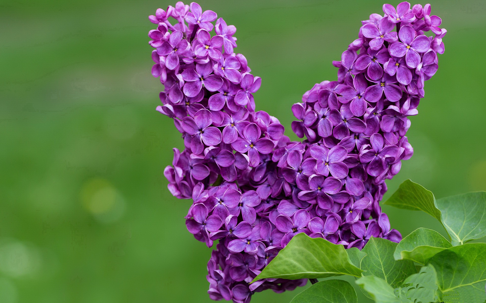 双星闪耀时，英超争冠夜与塔图姆里程碑的全球体育盛宴