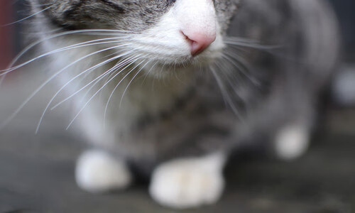 1.黄黑旋风席卷北非!多特蒙德摩洛哥行,哈兰德魔王降世燃爆全场