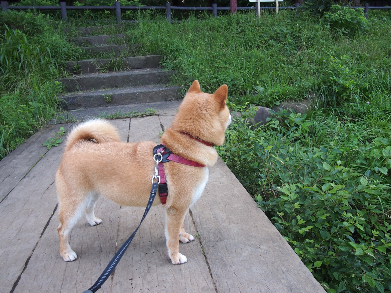 绿茵唯一性，当贝蒂斯斩落雄狮，C罗的脉络在何处延伸？