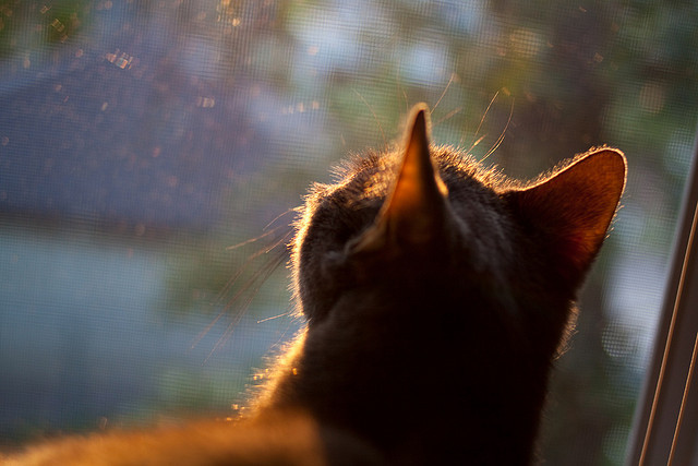 不是拜仁压制了尼斯，而是卡拉斯科的突破让所有防线都成了背景板