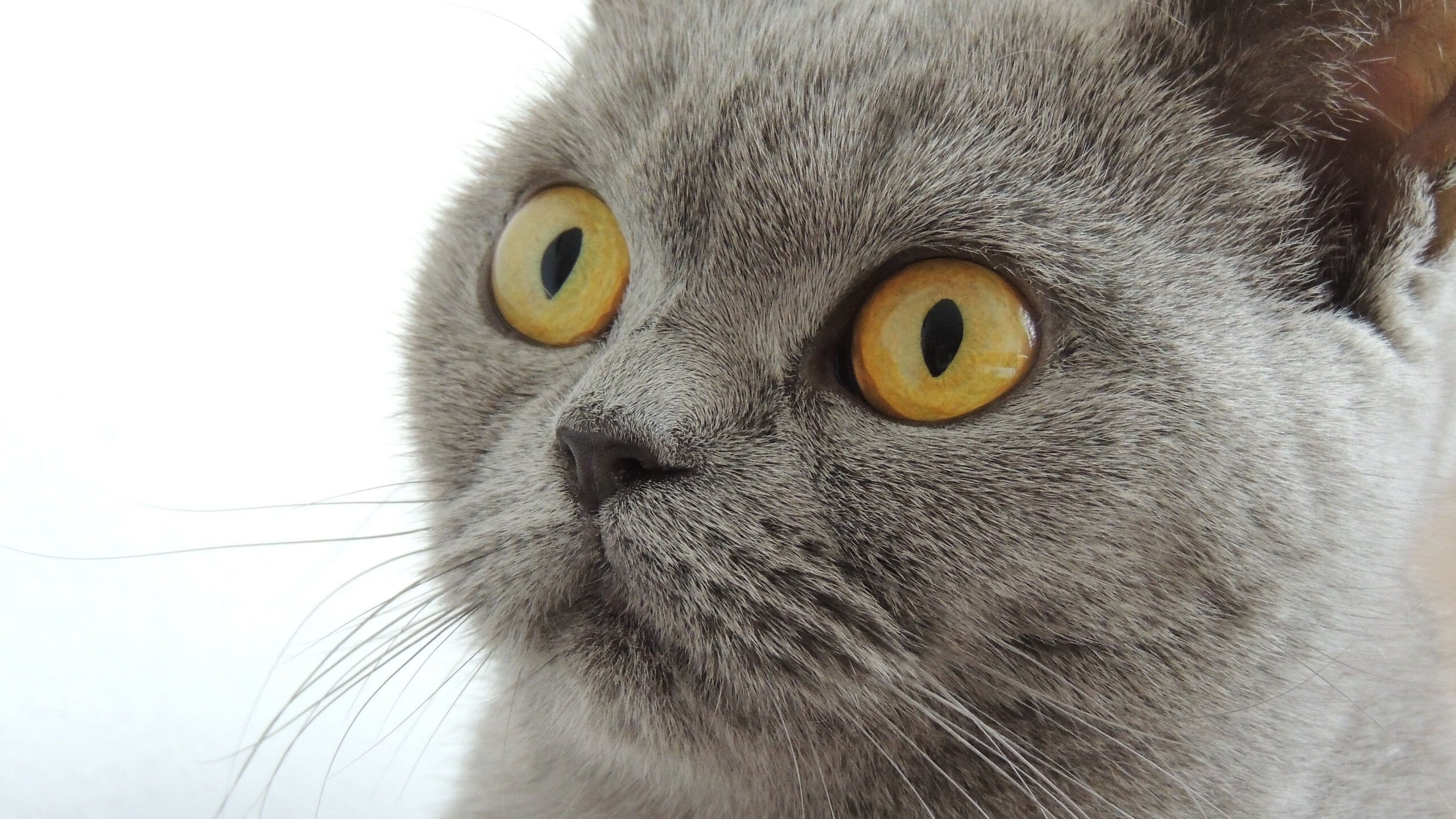 客场淹没人声，不眠新王独取44分