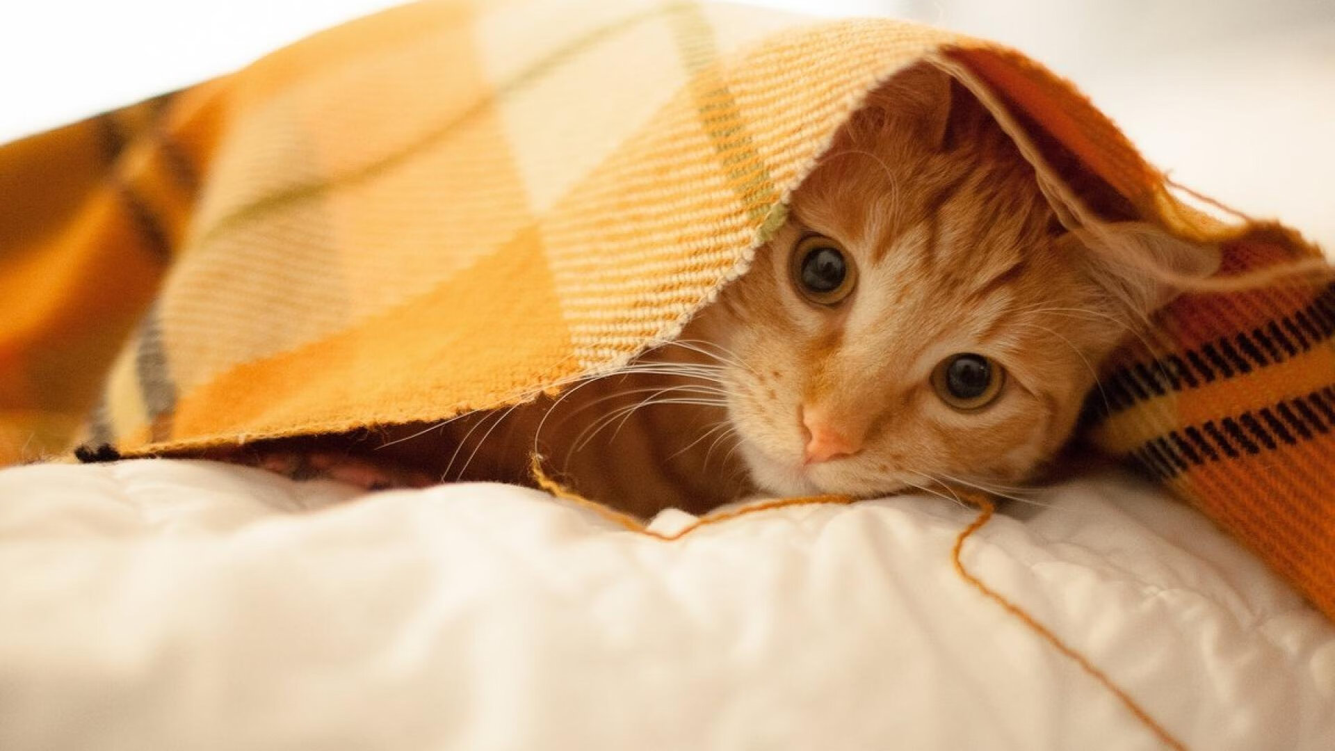 跨界唯一性，当火箭单节击溃国王，浓眉在欧冠决赛封神