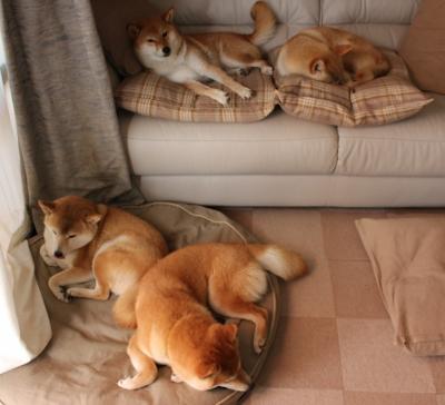 觉醒的猎鹰，当布克的三分箭，射穿森林狼的寒夜