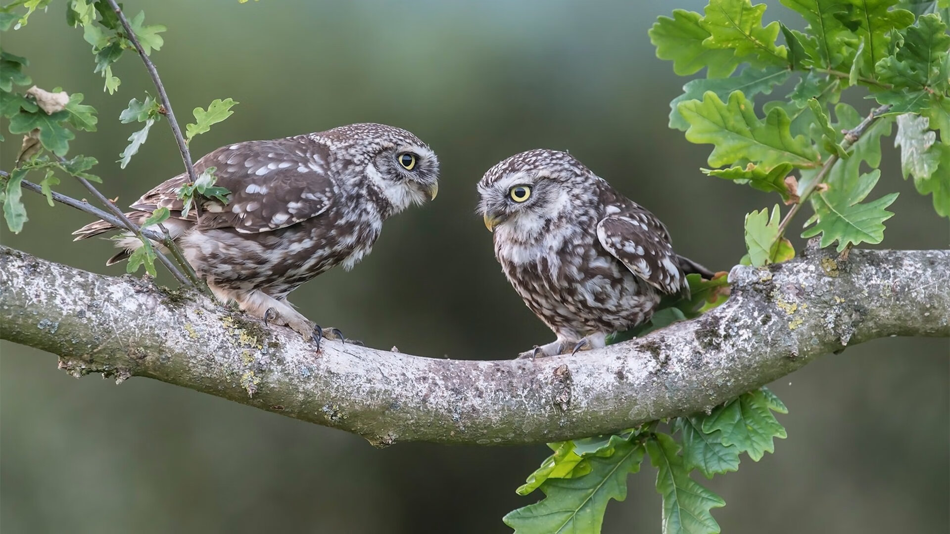 巴林之夜，从围场幽灵到领奖台猎人